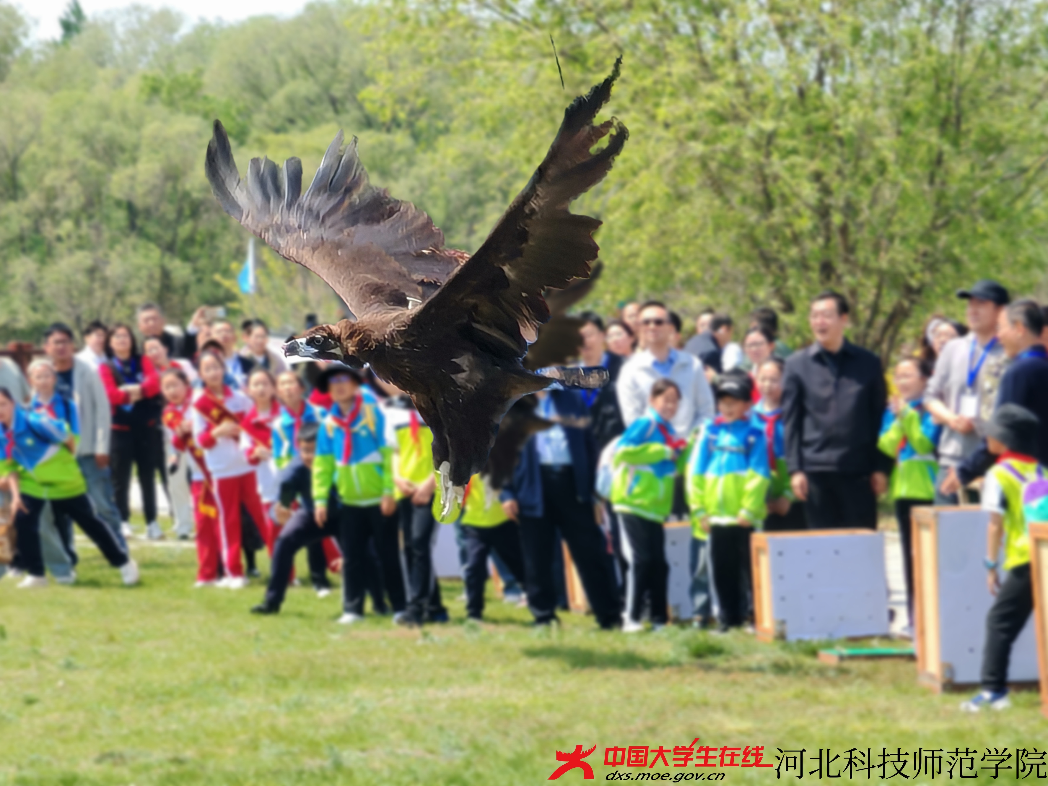 图为放飞的鸟(王浡宇 摄).jpg 图为放飞的鸟(王浡宇 摄).jpg
