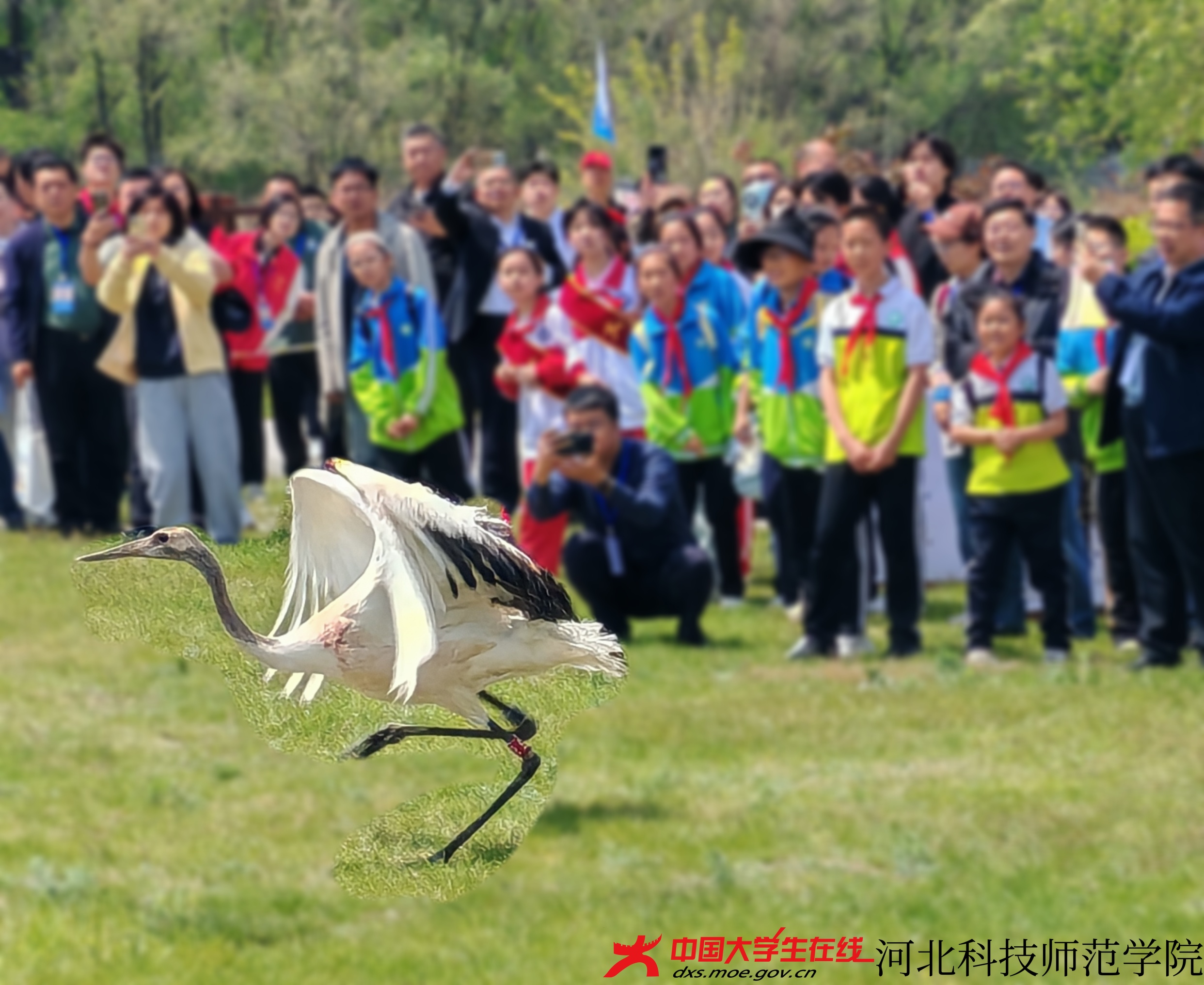 图为放飞的鸟(王浡宇 摄) (2).jpg 图为放飞的鸟(王浡宇 摄) (2).jpg